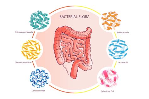 Microbiota Y Obesidad