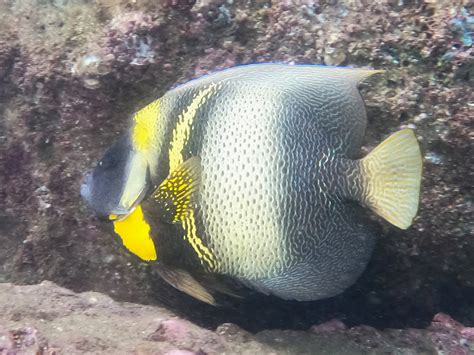 Poisson Ange De Cortez • Pomacanthus Zonipectus • Fiche Poissons