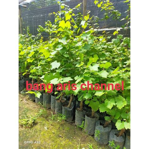 Jual Anggur Black Shine Muscat Shopee Indonesia