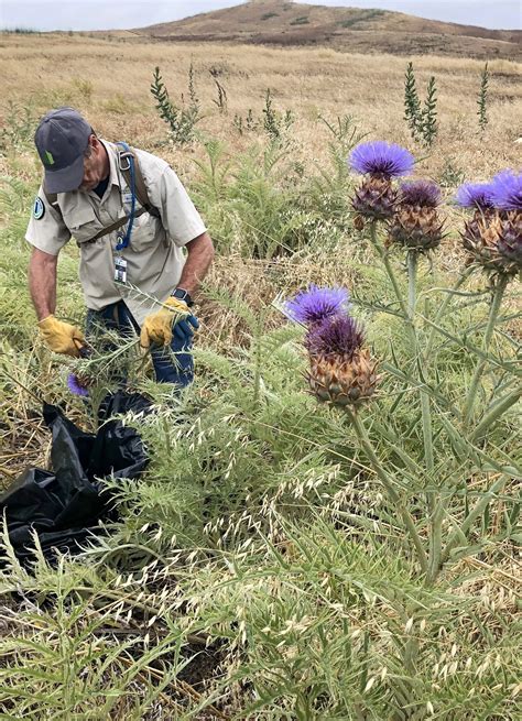 Invasive Species Control - Irvine Ranch Conservancy