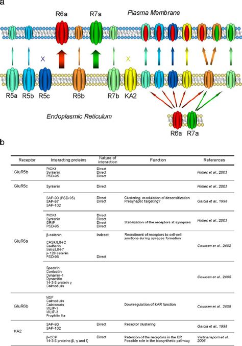 Trafficking of kainate receptors. a Exit from the endoplasmic reticulum ...