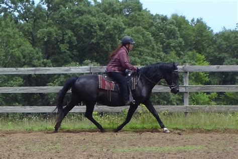 Feature Lady Trot Naturally Gaited Horse