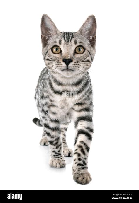 Bengal Cat In Front Of White Background Stock Photo Alamy