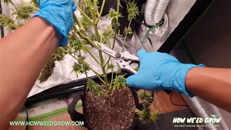 How To Grow Weed From Seed To Harvest Complete Beginners Guide For