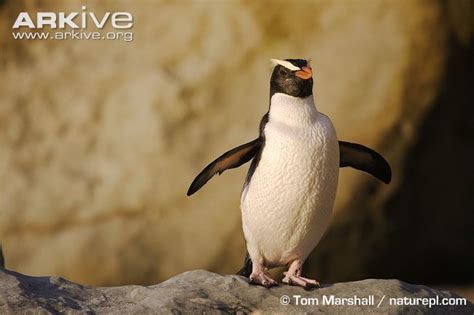 Fiordland penguin - Alchetron, The Free Social Encyclopedia