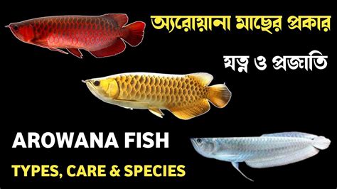 How To Care Arowana Fish Arowana Fish Types Species Arowana Fish