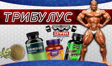 Трибулус инструкция по применению цена отзывы. Вся правда