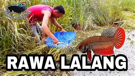 Rawa Lalang Sarang Ikan Cupang Alam Wild Betta Imbellis Ikancupang