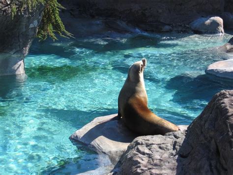 Marquis on Cary Parkway: North Carolina Zoo