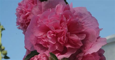 Gefülltblühende Stockrose Pleniflora rosa online kaufen bei Olerum