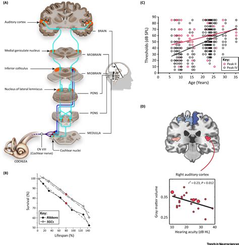 The Neural Consequences Of Age Related Hearing Loss Trends In