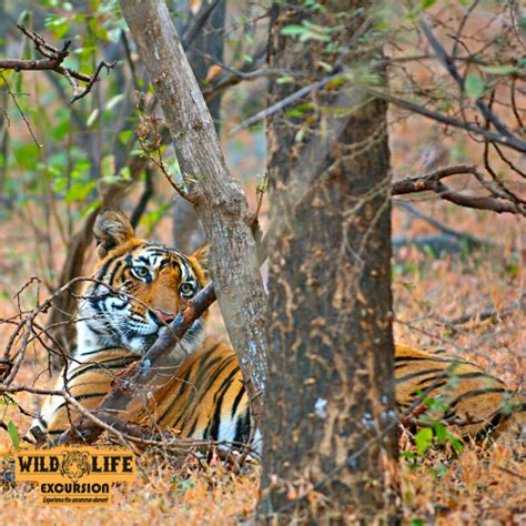 Ranthambore Safari Booking - Tiger Safari Booking