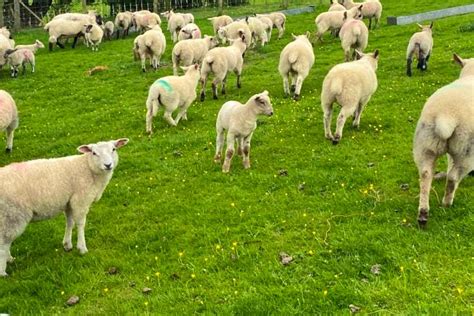 108 Suffolk Texel Cross Breeding Store Ewes Lambs With Lambs At Foot