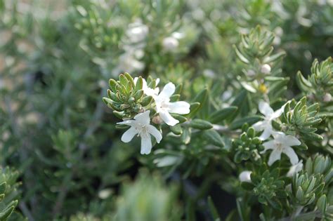 Westringia Fruticosa ‘coast Rosemary