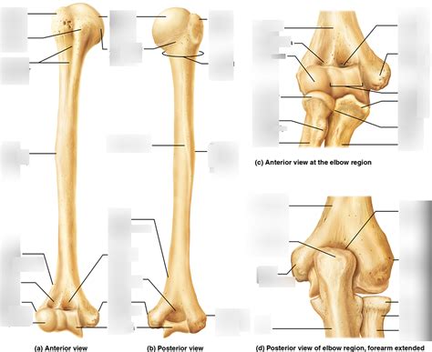 Humerus And Elbow Arm Anatomy Diagram Quizlet