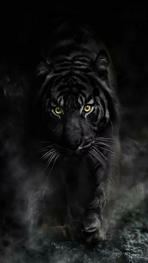 Top 999+ black tiger images – Amazing Collection black tiger images Full 4K