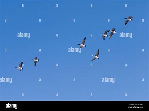 Seven Canadian geese flying against a bright blue sky Stock Photo - Alamy