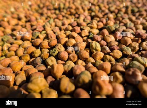 Black Chana Cicer Arietinum Close Up Shot Of Dried Organic Black