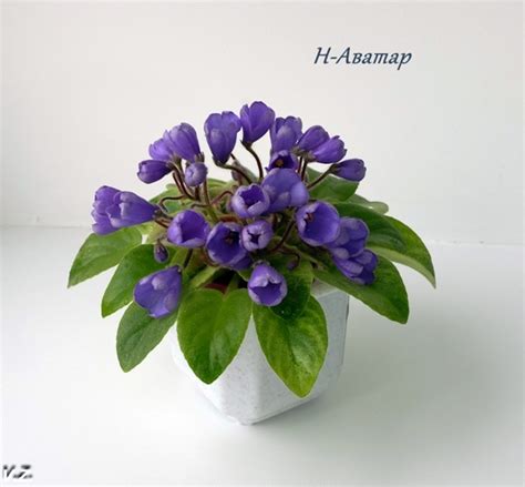 Фиалка Н-Аватар