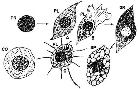 3. An illustration of the most common types of hemocytes from insect... | Download Scientific ...