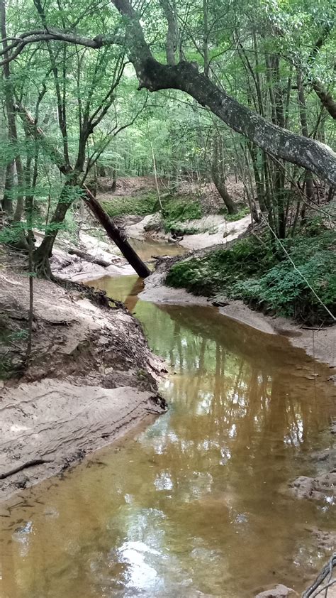 The big thicket contains a plant that was thought extinct 27
