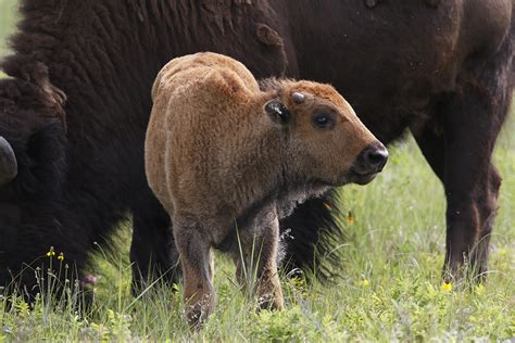 Buffalo Calf with Horns - Thru Our Eyes Photography | Linton Wildlife Photos