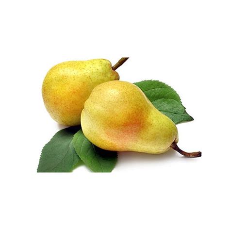Круша Хубава юнска