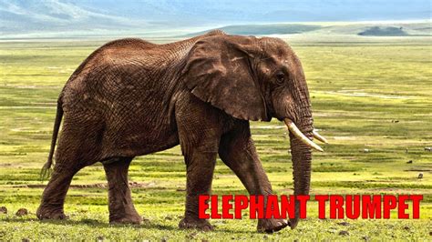 Elephant Trumpet Sound Effect Youtube