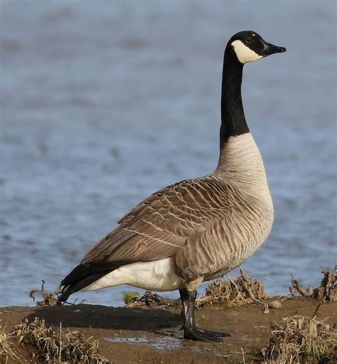 Bird Tweet Of The Week Canada Goose Nature Canada