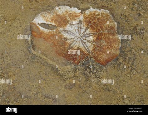 Marine Invertebrate Fossil Exposed In Eroded Coastal Rock Yehliu