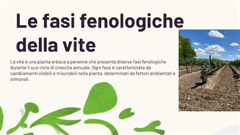 Le Fasi Fenologiche Della Vite By Valentina Angelillo On Prezi