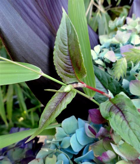 danger garden: In a Vase on Monday, the "Goodbye Neighbors" edition