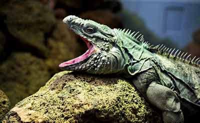 Funny Iguana - Pets Cute and Docile