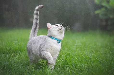 Why Do Cats Chase Their Tails? - Cats.com