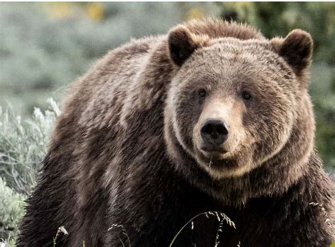 Could California bring back grizzly bears? UCSB researcher says it's