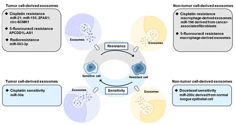 Ijms Free Full Text The Roles Of Exosomes In The Diagnose