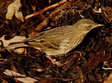 Rock Pipit on Pendower Beach | Wildlife Insight