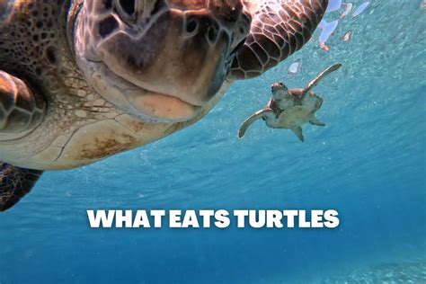 20 Turtle Predators: What Eats Turtles | Assorted Animals