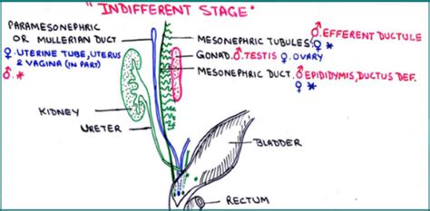 Sgu Svm Embryology Development Of Genital System Flashcards Quizlet