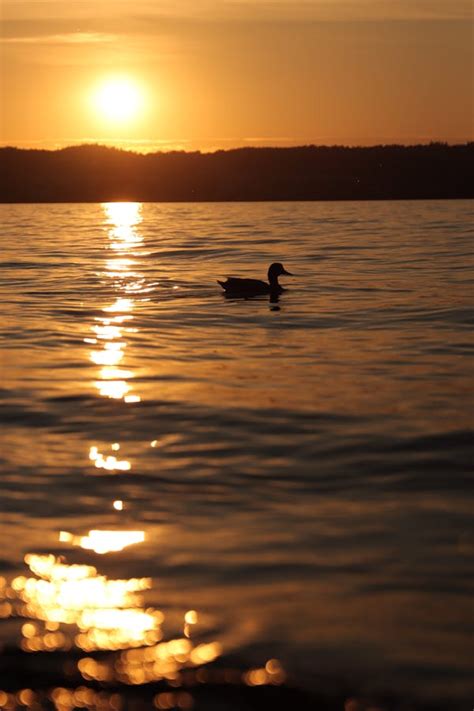 Duck Silhouette Photos, Download The BEST Free Duck Silhouette Stock ...