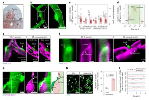 纳米人 Nature Nanotechnology：突破基底膜屏障改善肿瘤纳米治疗效果