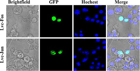 Subcellular Localization Of Lvc Fos And Lvc Jun Drosophila S2 Cells