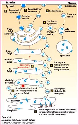 Vesicular Traffic Secretion Endocytosis Flashcards Quizlet