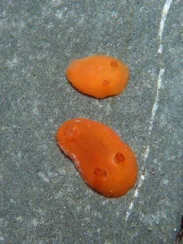 Red Dorid Nudibranchs And Other Sea Slugs Of California Inaturalist