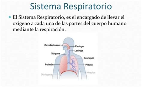 Sistema Respiratorio Flashcards Quizlet