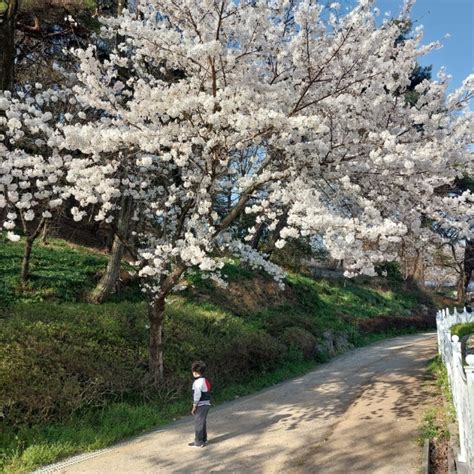 광주 벚꽃 명소 운천저수지 풍암호수공원 풍암생활체육공원 가족나들이 애들데리고갈만한곳 네이버 블로그