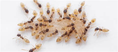 ghost ants  homeowners  delray beach