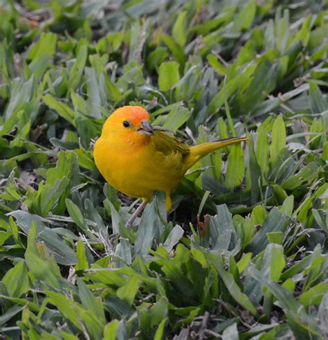 Saffron Finch Sicalis Flaveola Kailua Kona Hawaii Native Flickr