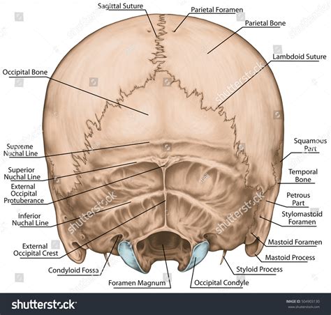 Anatomy Of Occipital Bone