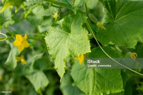 Cucumber Plants With Yellow Flowers And Green Leaves Of Vegetable Grow